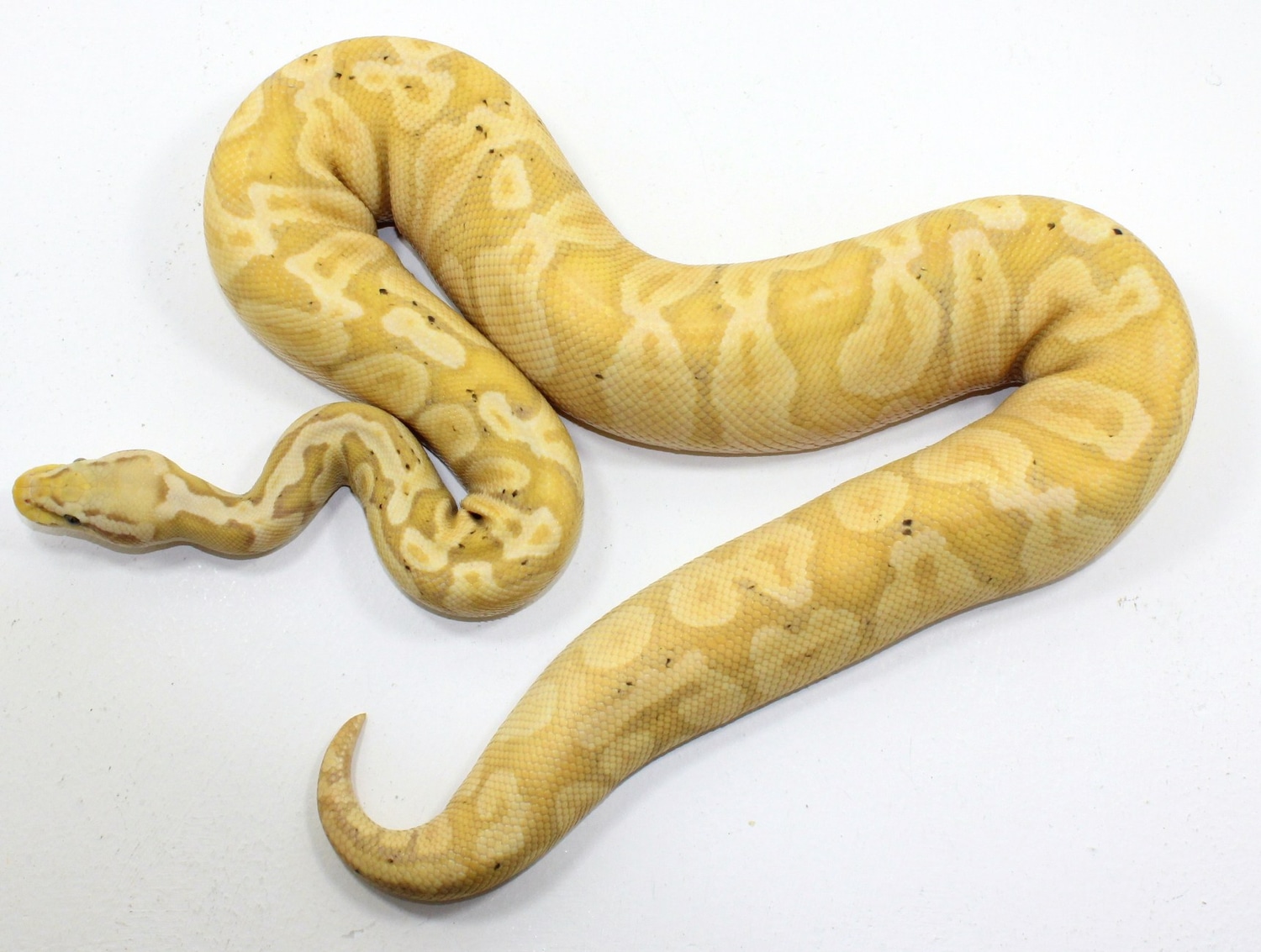 Banana GHI Ball Python by Designer Ball Pythons MorphMarket