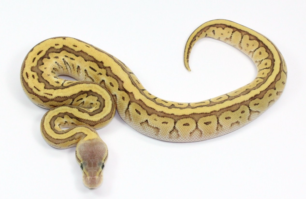 Pastel Jigsaw Ball Python by Designer Ball Pythons - MorphMarket