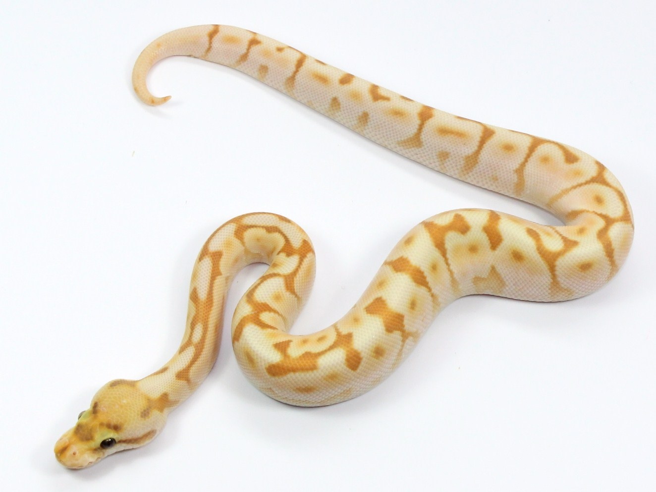 Banana Cinnamon Enchi Spider Lesser Ball Python by Designer Ball ...