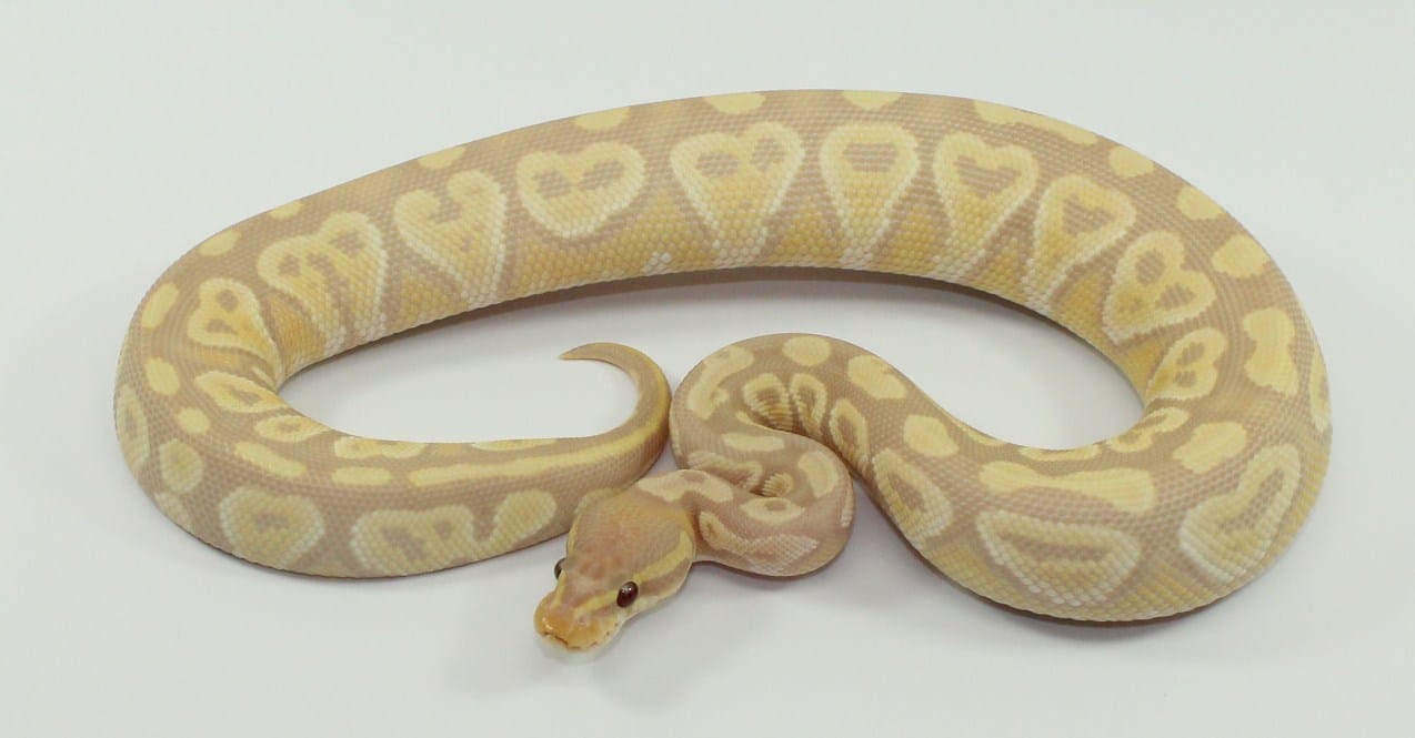 Ultramel Mojave Banana Ball Python by Designer Ball Pythons - MorphMarket