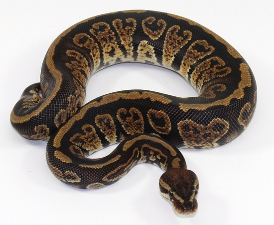 Super Black Granite Ball Python by Designer Ball Pythons