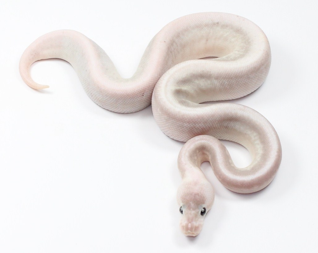 Pastel Lesser Spinner Siren Ball Python by Designer Ball Pythons ...