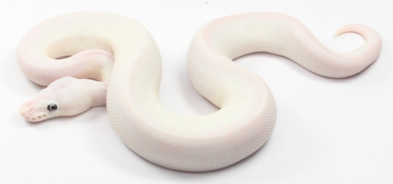 Lesser Mojave Pastel Possible Spider Black Pastel Het Red Axanthic Ball ...