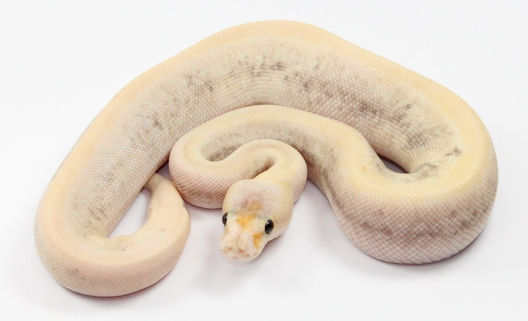 GHI Mojave Pastel Champagne Ball Python by Designer Ball Pythons ...