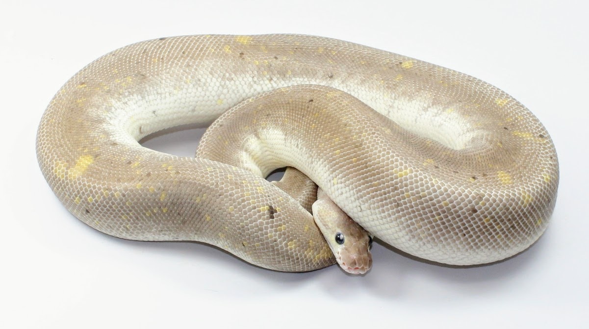 Queenbee Siren Ball Python by Designer Ball Pythons - MorphMarket