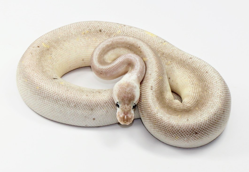 Pastel Lesser Spinner Siren Ball Python by Designer Ball Pythons ...