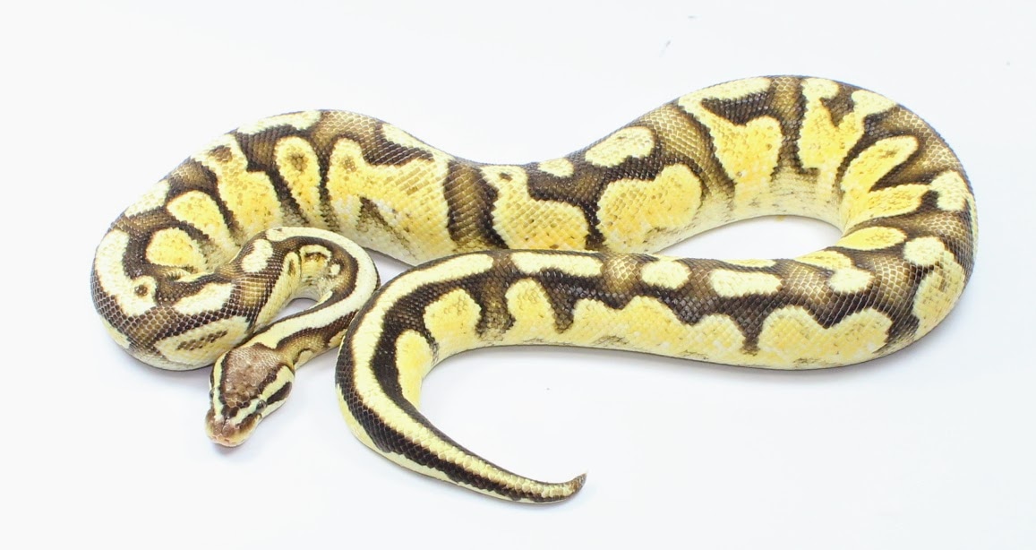 Calico Firefly Ball Python by Designer Ball Pythons - MorphMarket