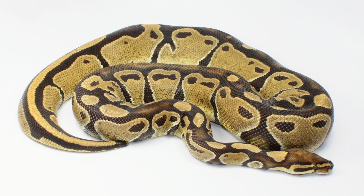 Trojan Ball Python by Designer Ball Pythons - MorphMarket