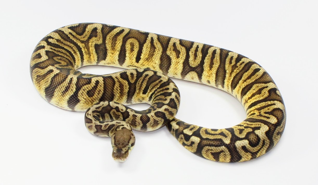 GHI Inferno Ball Python by Designer Ball Pythons - MorphMarket