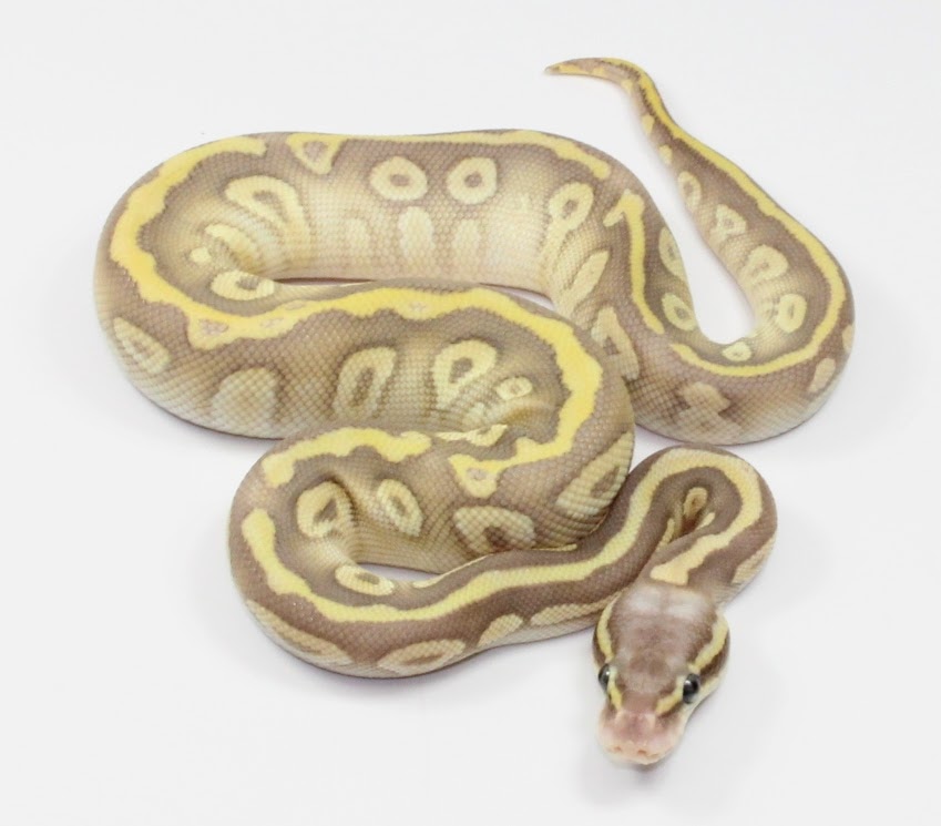 Pastel Mystic Crystal Probable Yellowbelly Ball Python by Designer Ball ...