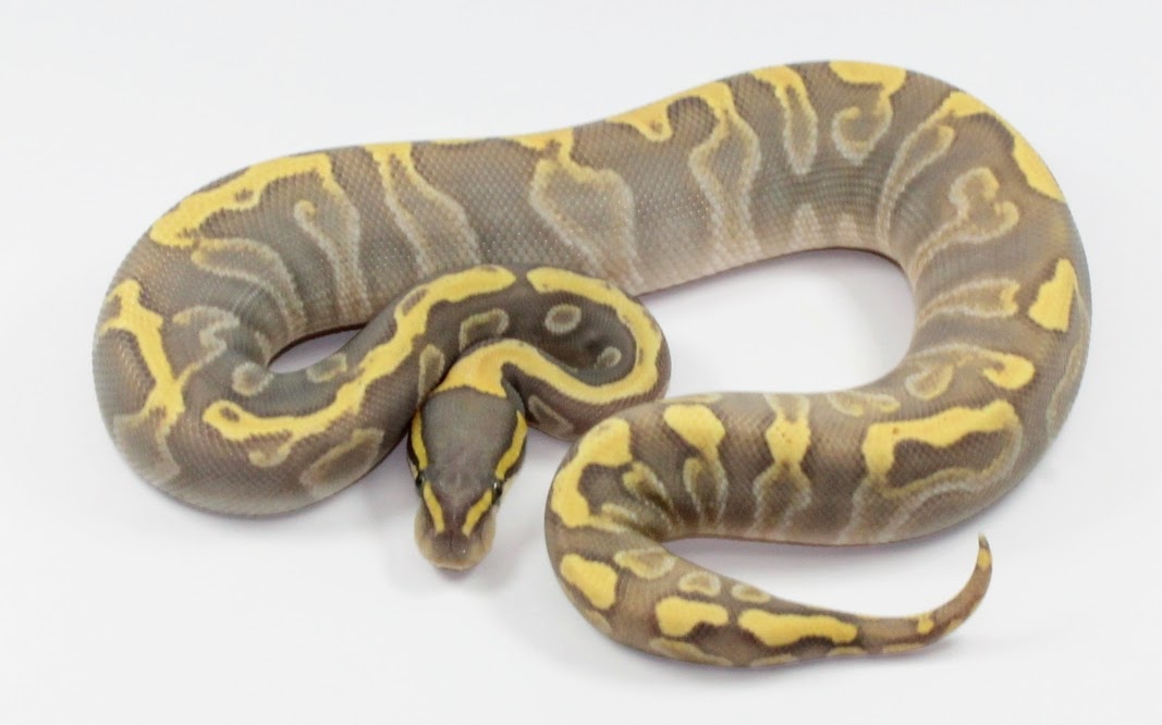 Hypo Enchi Mojave GHI Ball Python by Designer Ball Pythons - MorphMarket