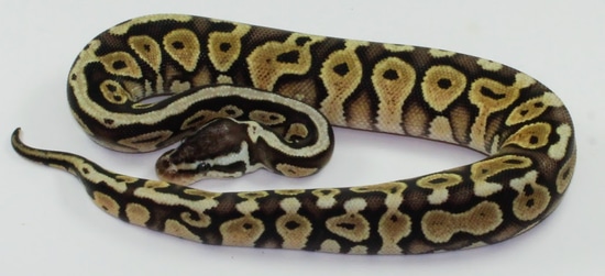 Pastel Green Pastel Yellowbelly Or Spark Ball Python by Designer Ball ...