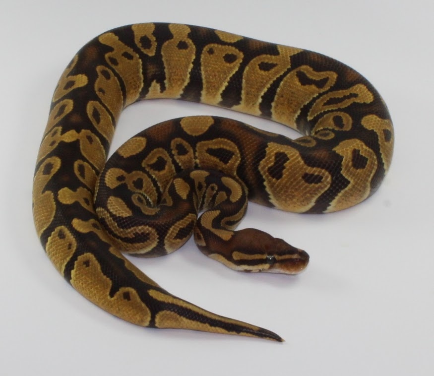 Trojan Ball Python by Designer Ball Pythons - MorphMarket