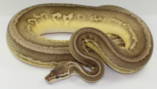 Pewter Lesser Leopard Ball Python by Designer Ball Pythons