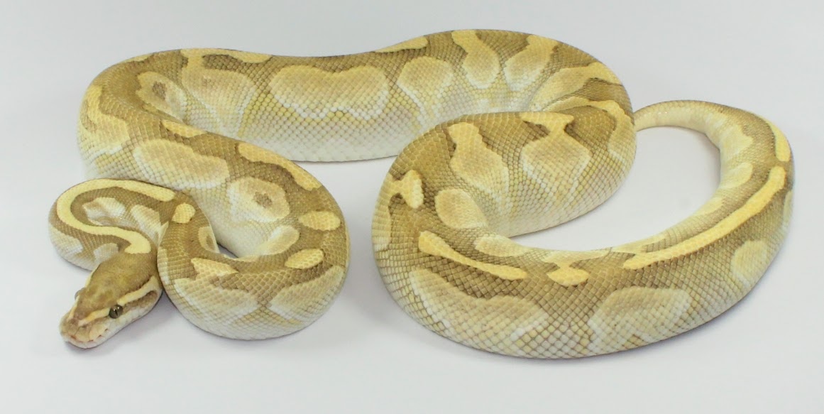 Platty Daddy Ball Python by Designer Ball Pythons - MorphMarket