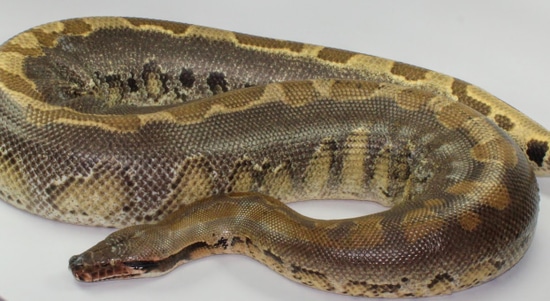 Blue Ghost Pair Borneo Short-Tailed Python by Designer Ball Pythons