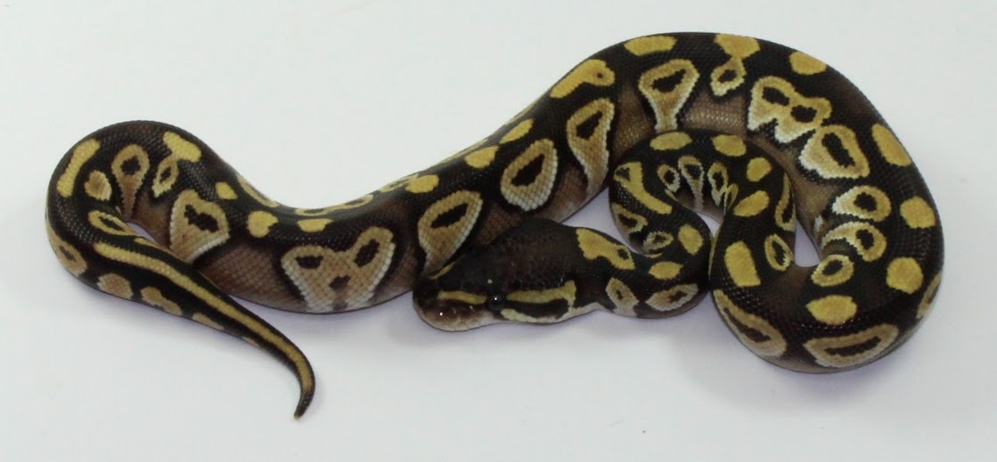 Mojave Ball Python by Designer Ball Pythons - MorphMarket