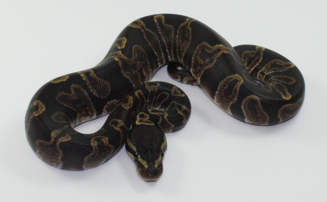 Black GHI Ball Python by Designer Ball Pythons - MorphMarket