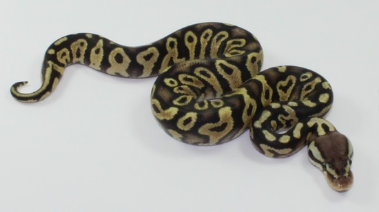 Pastel Chocolate Mirage Arcane Ball Python by Designer Ball Pythons