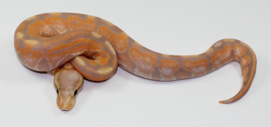 Banana Cinnamon Ball Python by Designer Ball Pythons