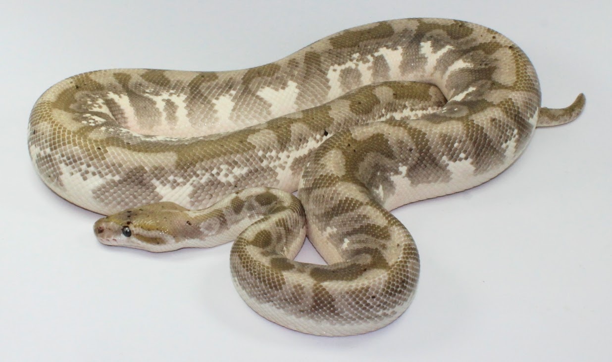 Plutonium Ball Python by Designer Ball Pythons - MorphMarket