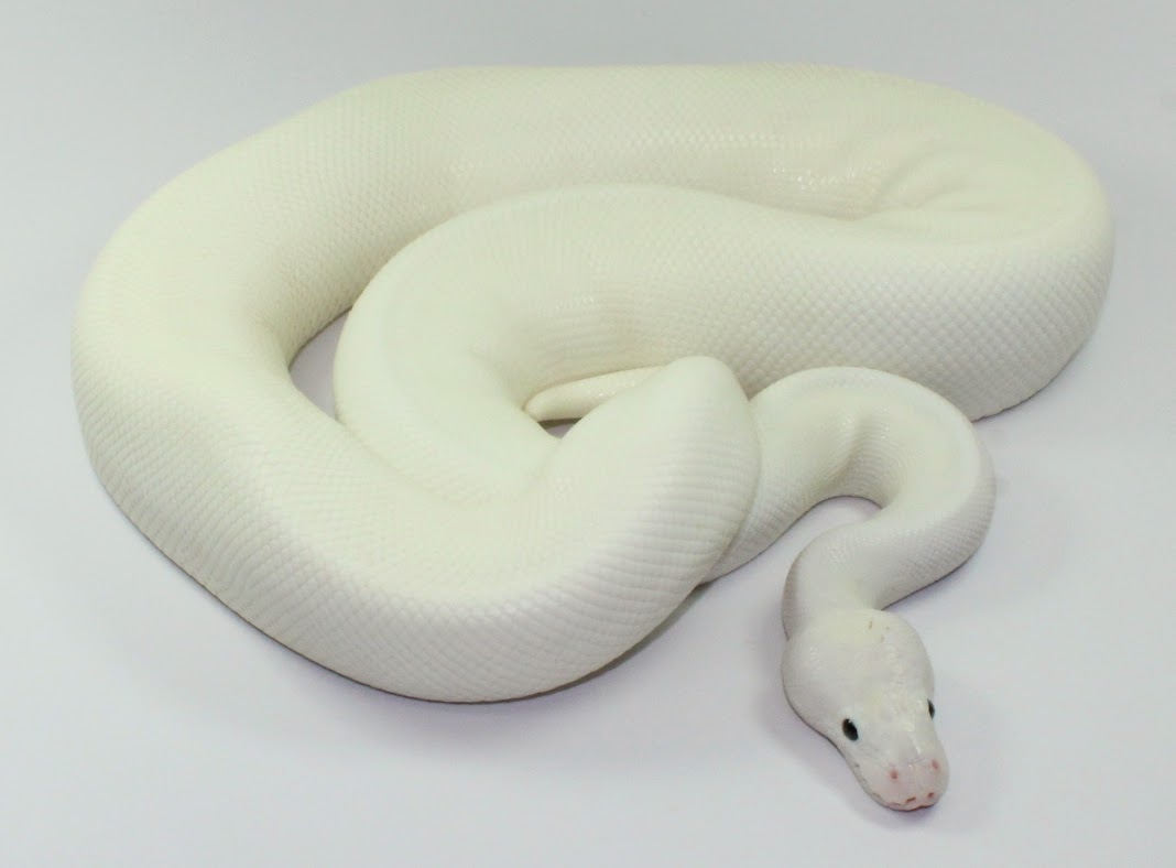 Special Lesser GHI Ball Python by Designer Ball Pythons - MorphMarket