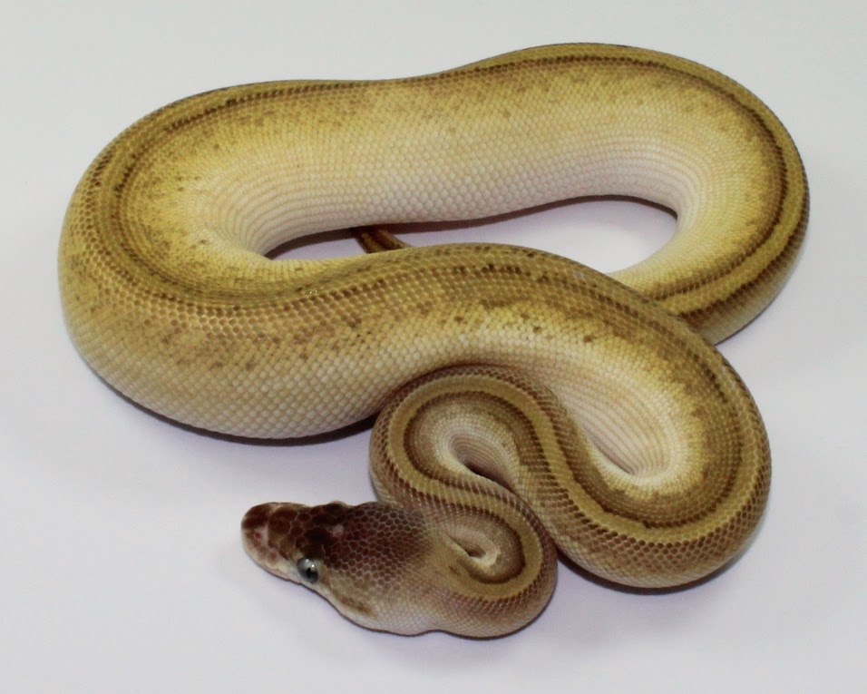 Bongo Pastel Lesser Pinstripe Ball Python by Designer Ball Pythons