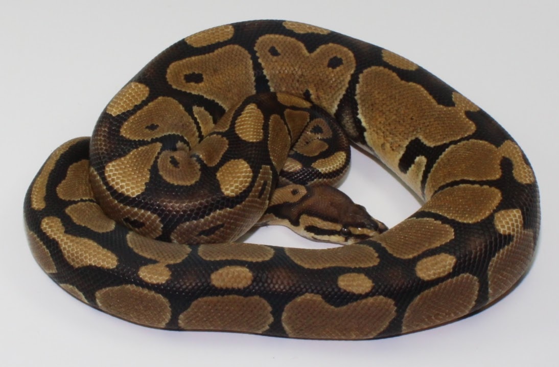 Super RAR Ball Python by Designer Ball Pythons - MorphMarket
