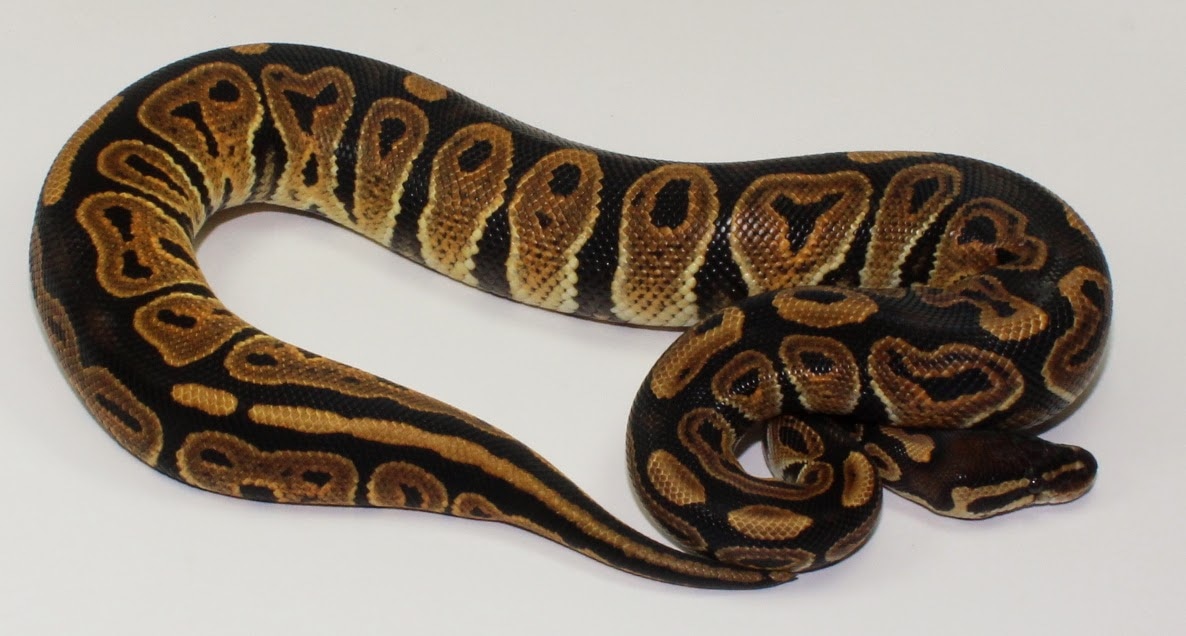 Huffman NR Mandarin Or Scarlet Ball Python by Designer Ball Pythons ...