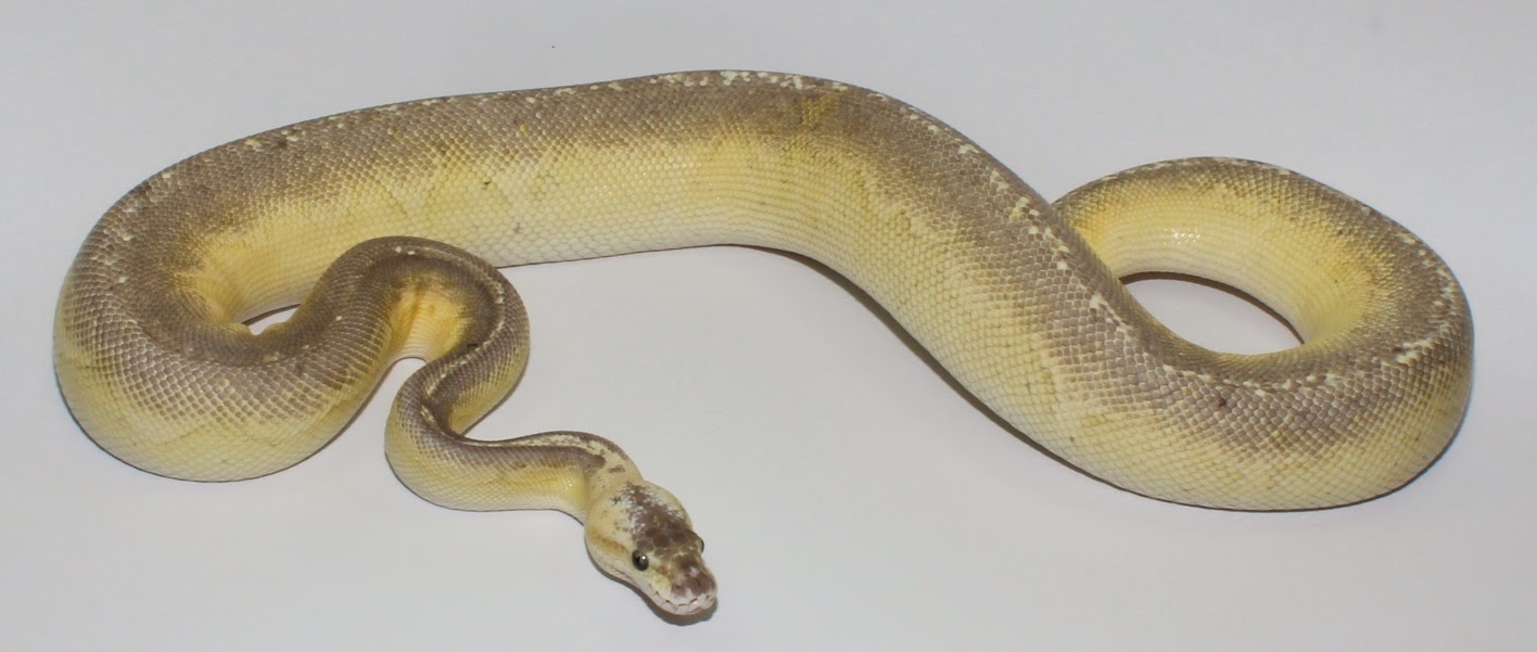 Lesser Sterling Ball Python by Designer Ball Pythons - MorphMarket