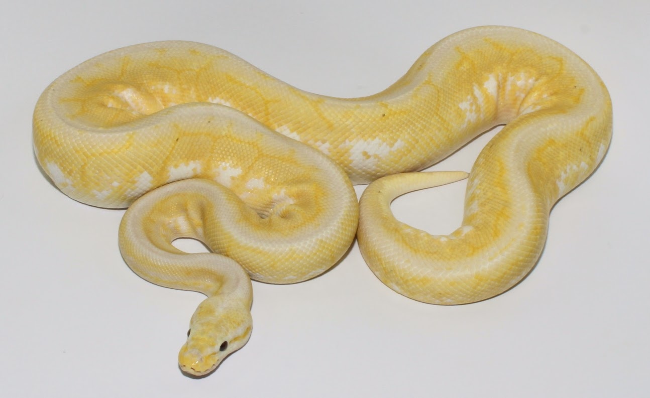 Banana Pewter Spinner Ball Python by Designer Ball Pythons - MorphMarket