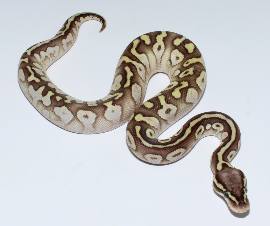 Pastel Lesser Calico Het Clown Het VPI Axanthic Ball Python by Designer ...