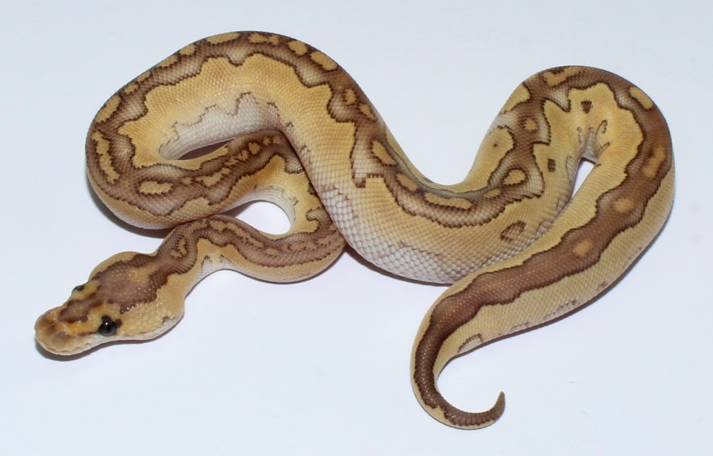 Lesser Clown Ball Python by Designer Ball Pythons - MorphMarket