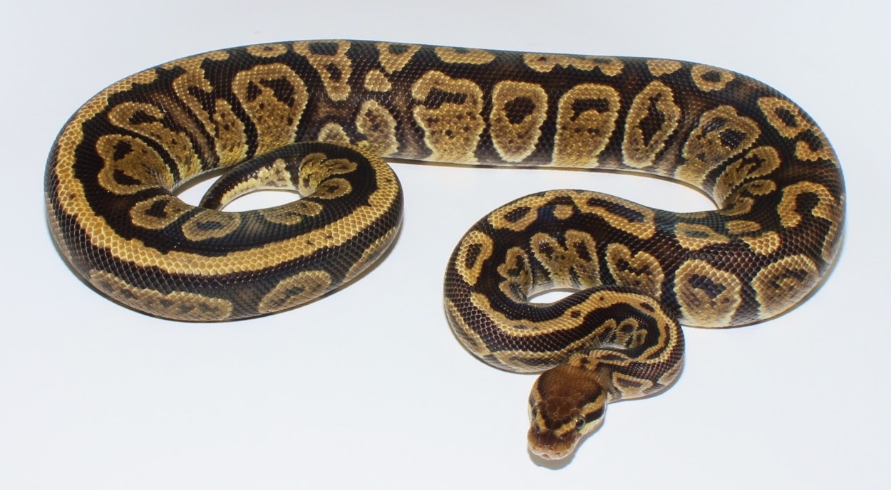 Occult Ball Python by Designer Ball Pythons - MorphMarket