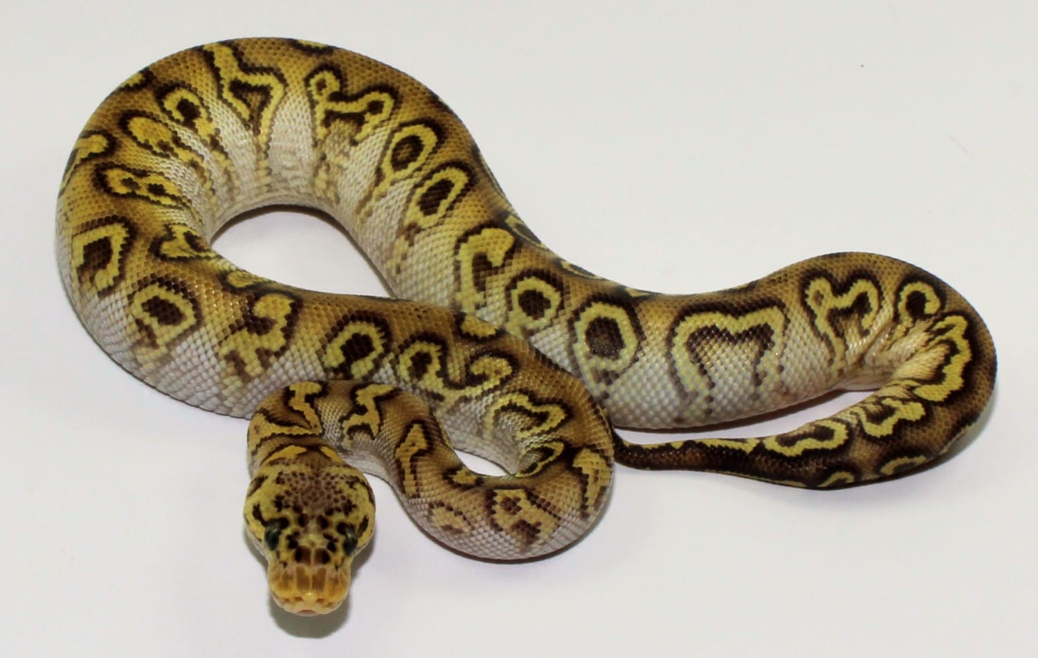 Hurricane Pastave Yellowbelly Clown Ball Python by Designer Ball ...