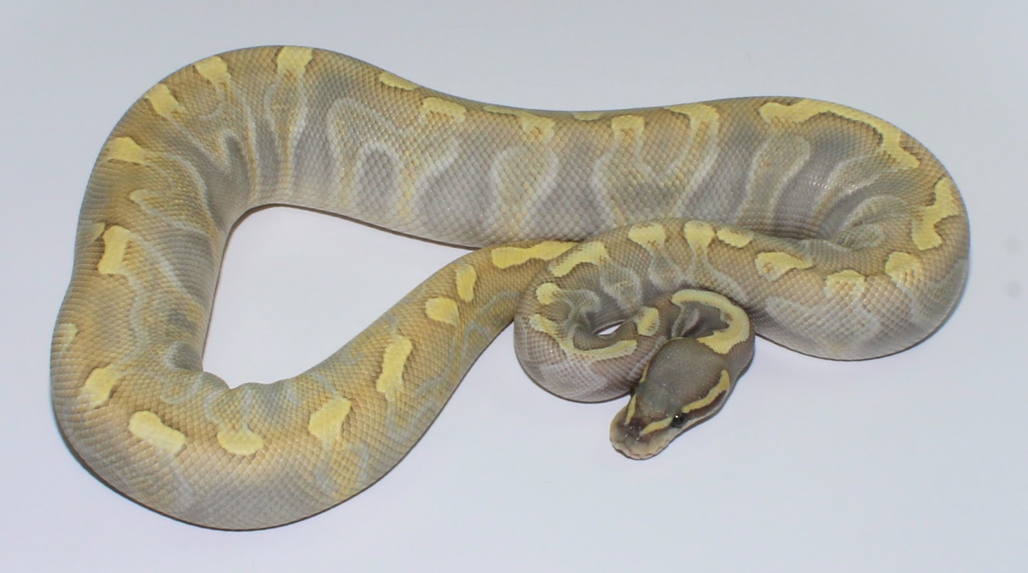 Hypo GHI Lesser Enchi Ball Python by Designer Ball Pythons - MorphMarket