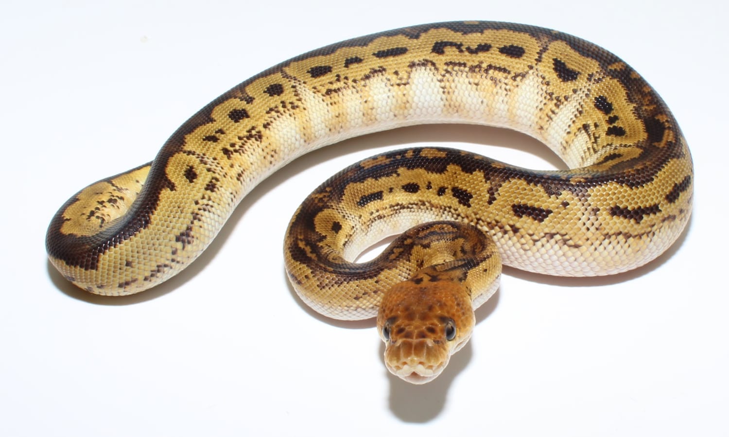 Bongo Clown Ball Python by Designer Ball Pythons - MorphMarket