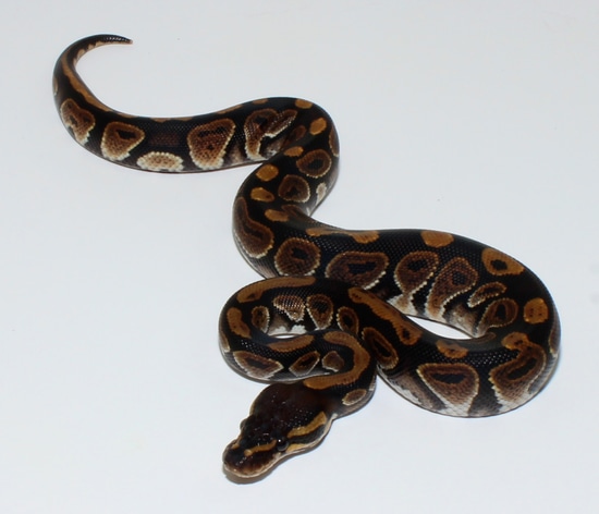 Black Pastel Quake Ball Python by Designer Ball Pythons