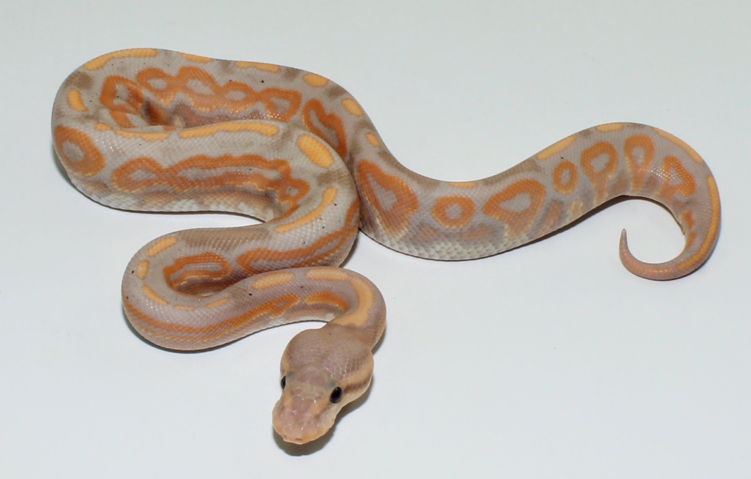 Orange Dream Cinnamon Banana Possible Female Maker Ball Python by Designer Ball Pythons