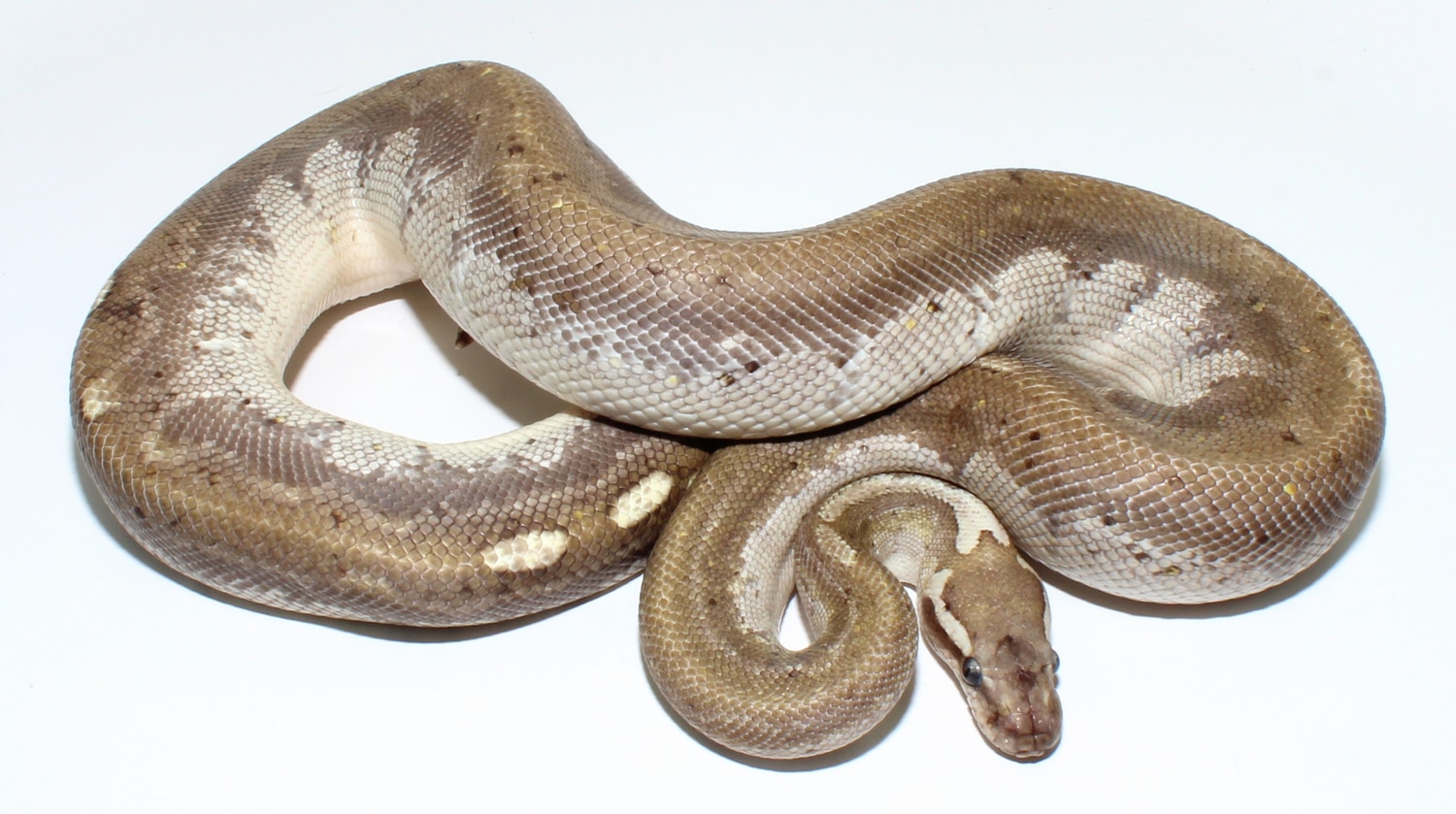 Bamboo GHI Ball Python by Designer Ball Pythons - MorphMarket