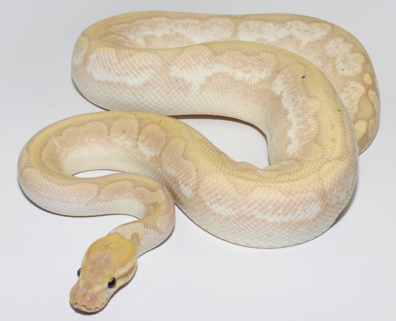 Banana Bamboo Pewter Ball Python by Designer Ball Pythons MorphMarket