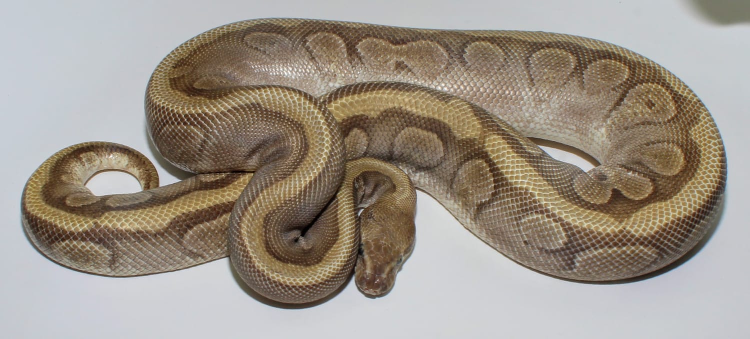 HGW Mojave Ball Python by Designer Ball Pythons - MorphMarket