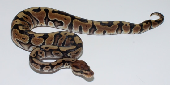 Smoke HGW Het Clown Ball Python by Designer Ball Pythons