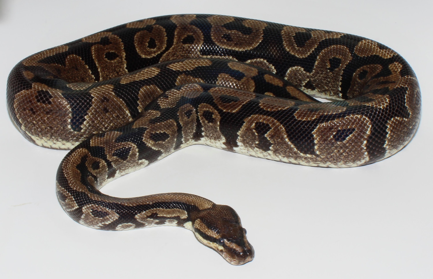 Twister Ball Python by Designer Ball Pythons - MorphMarket