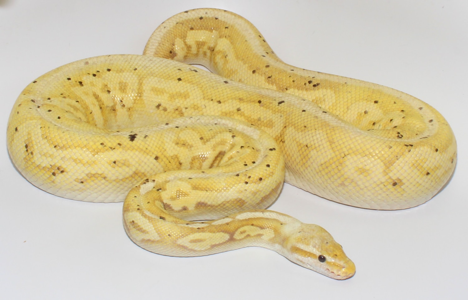 Banana Gargoyle Pastel Ball Python by Designer Ball Pythons MorphMarket
