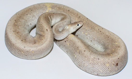 Siren Lesser Pastel Spider Pinstripe Ball Python by Designer Ball Pythons