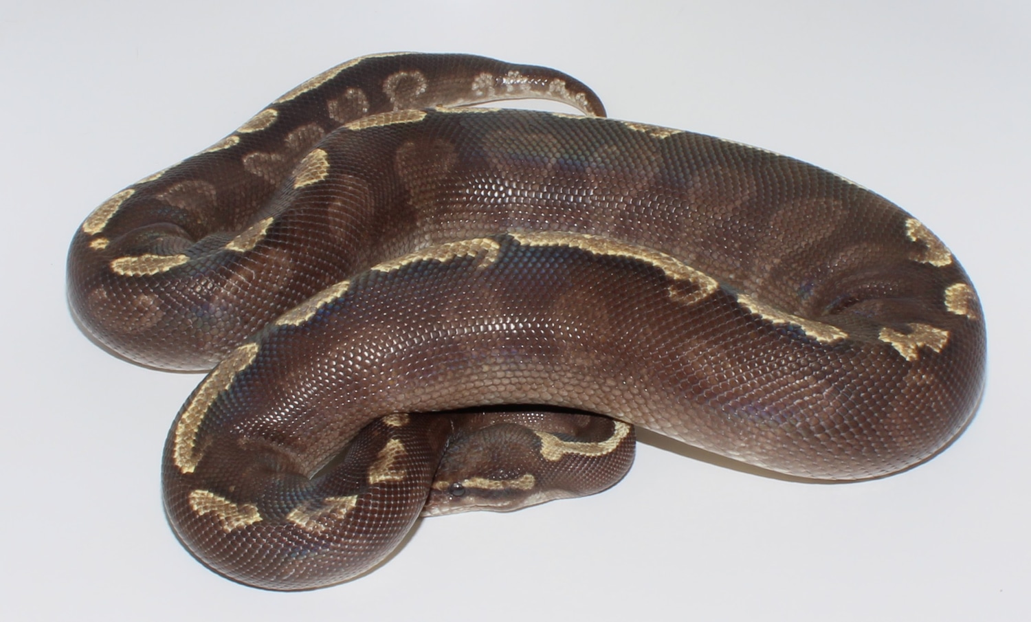 GHI Mojave Ball Python by Designer Ball Pythons - MorphMarket