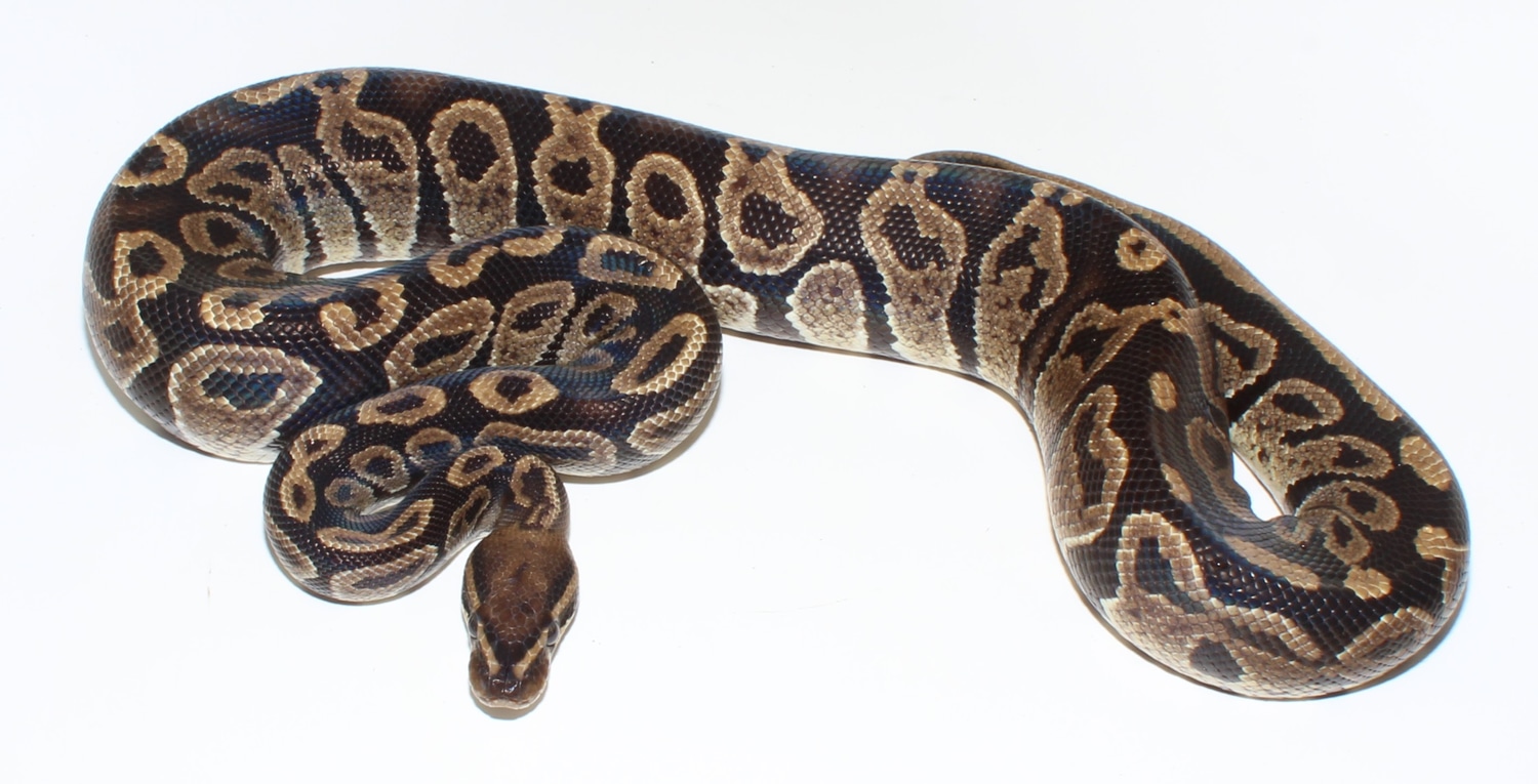 Smoke Ball Python by Designer Ball Pythons - MorphMarket