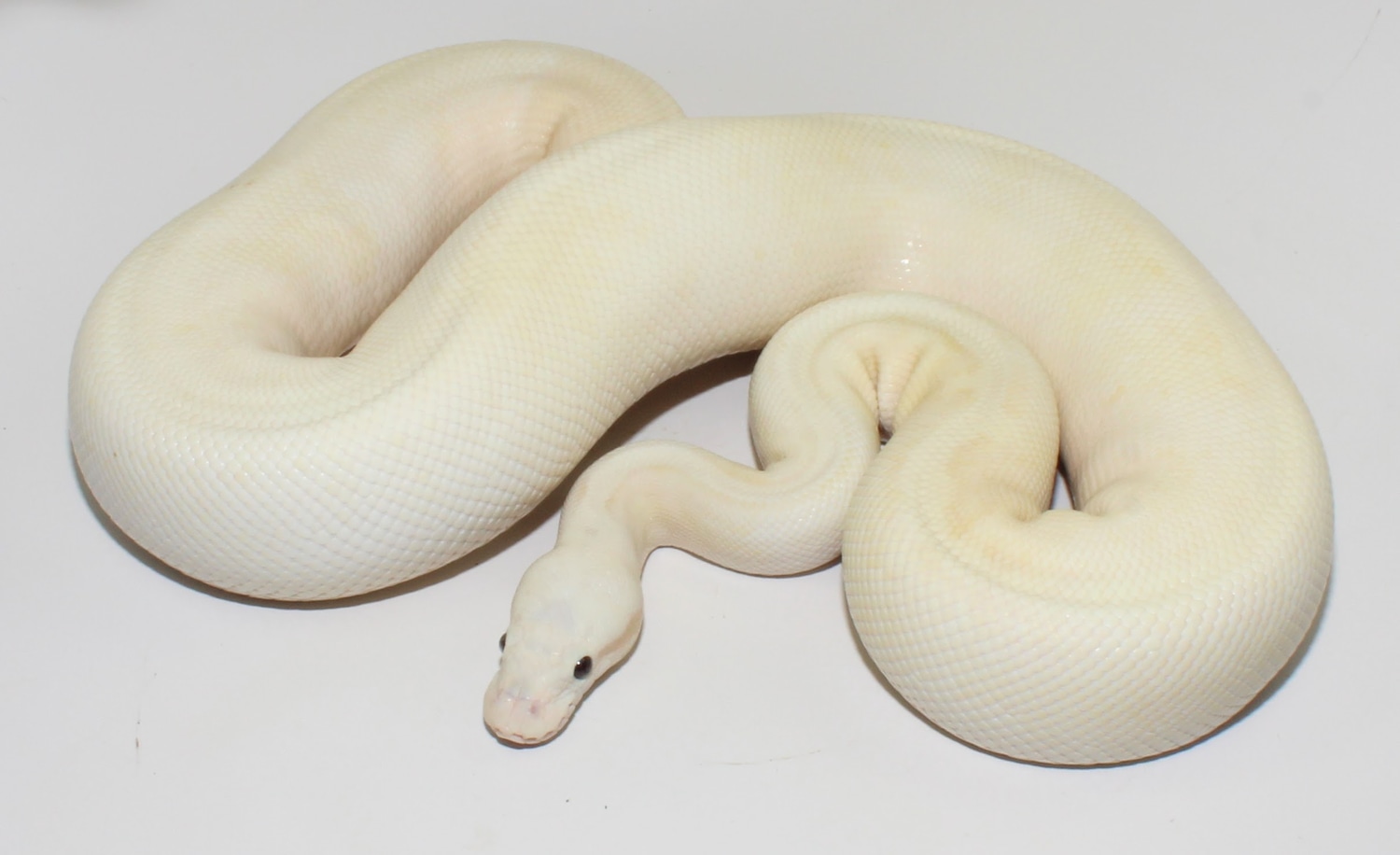 Banana Super Pastel Disco Fire Ball Python by Designer Ball Pythons
