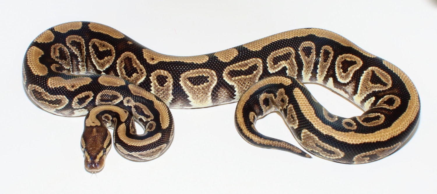 Specter Het Clown Ball Python by Designer Ball Pythons - MorphMarket